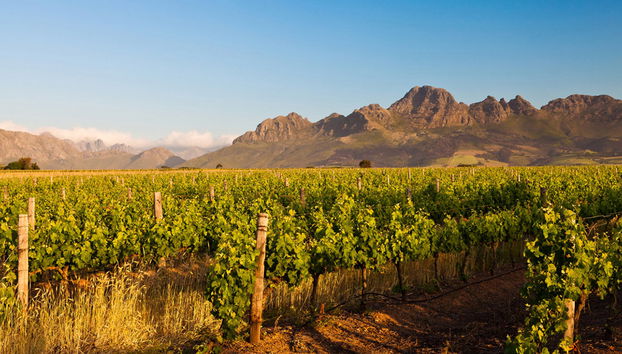 Stellenbosch Winelands - Tour de medio día - Foto 5