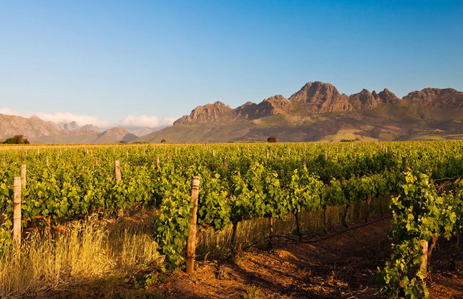Stellenbosch Winelands - Tour de medio día - Foto 5