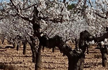 Casa Verano in Roda Golf and Beach Resort Mar Menor - Foto 41