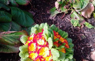 Gästehaus Brunhilde - Foto 13