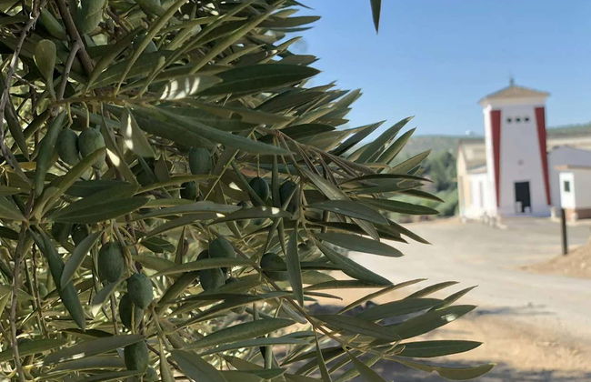 Visita à fazenda Badenes - Aires de Jaén com degustação de azeites - Foto 8