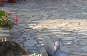 Holiday Home Izabela - Foto 15