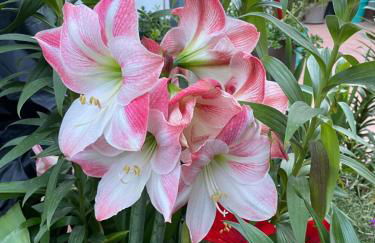 Figueres Center - Foto 51