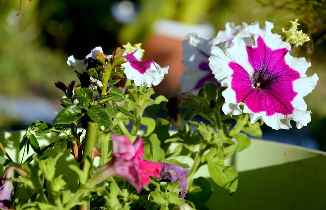 Manos Apartments - Photo 56