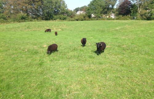 The Little cow shed - Foto 21