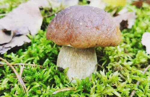 Gościniec Zacisze w Kłodnicy - Foto 62