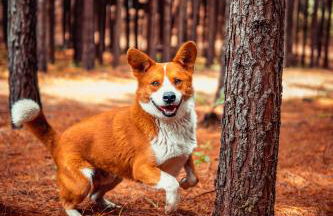 Cabana Alameda Orange - Foto 26