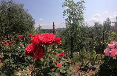 Apartman Tina - Photo 10