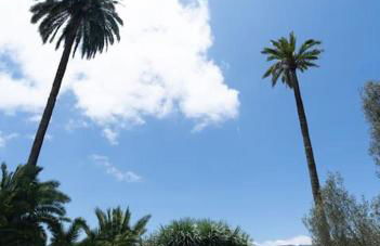 Finca Artiles - Foto 24