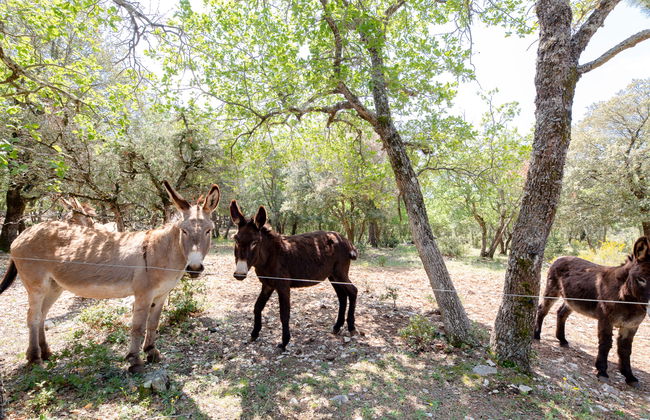 Les Campaou - Foto 23