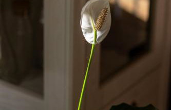 Father's Heart Villa - ZF Hvar - Photo 64