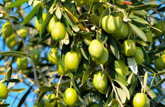 Villa Elia - Foto 55