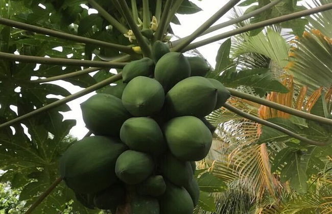 Vanuatu Uncharted Sport Fishing Lounge - Foto 44