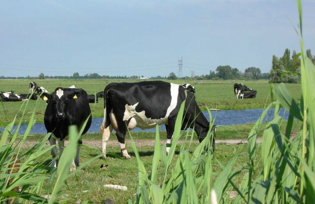 Luxury Holiday Home near Amsterdam - Foto 17