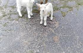 Conwy Pen Cefn Farm Holiday - Photo 23