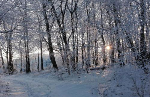 1-Zimmer-Studio am Waldrand - Photo 26