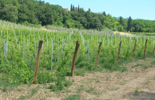 Podere Ghiole - Foto 23