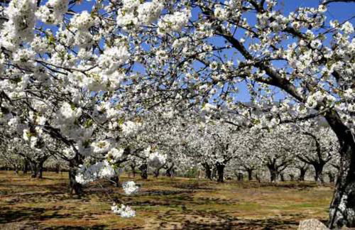 La Lancha del Jerte - Foto 20