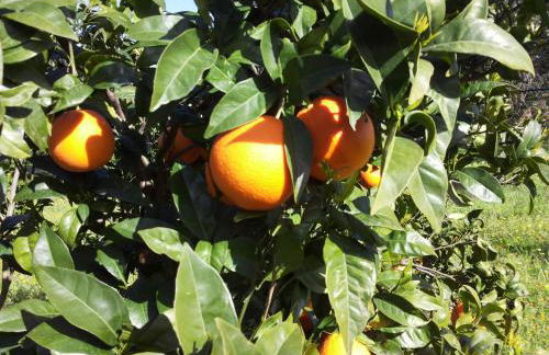 Agriturismo - "La Funicolare" - Photo 22