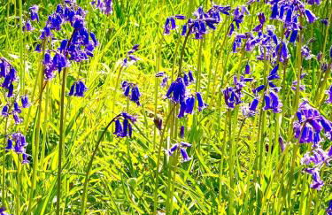 All Saints Cottage - secluded cottage with garden, 15 min walk to pub - Foto 30