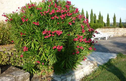 Pèque-Lèbre - Foto 14