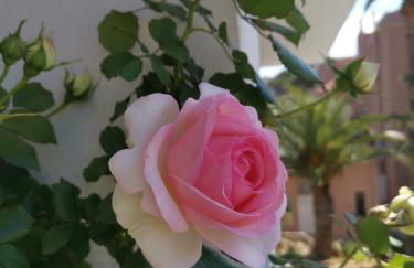 OFDL B T1 BANDOL - Briotine Foyalais - Foto 17