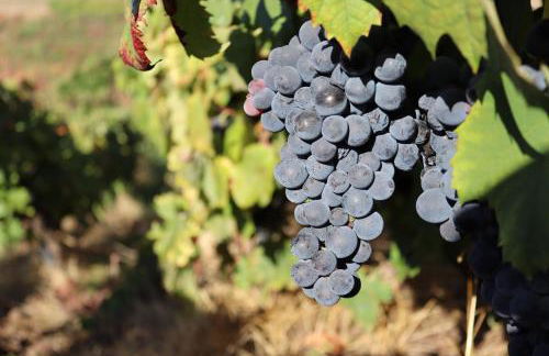 Villa Samaritana - Casa da Vinha - Photo 56