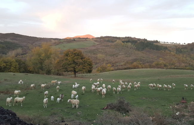 Agriturismo Bio I Rondinelli - Foto 53