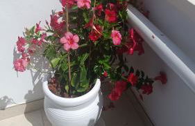 casa al mare Carola - Foto 17