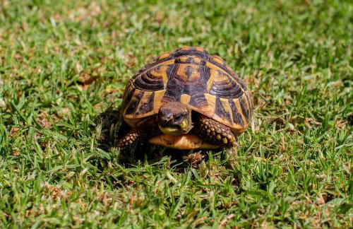 Villa Lidia - Foto 9