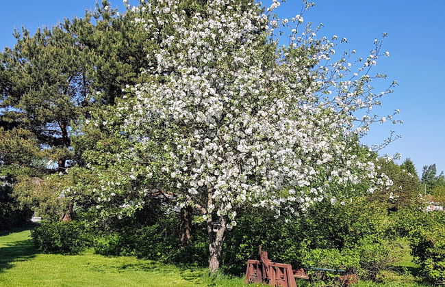 Tallitalo - Garage House - Foto 19