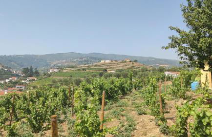 Quinta dos Padrinhos - Suites in the Heart of the Douro - Foto 67