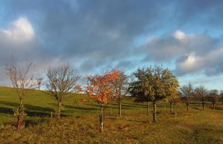 Ferienhof"WaldEsel Rippersroda" - Foto 23