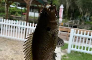 FREE BOAT to use ,Fish Camp, Water Front, Pets ok - Foto 69