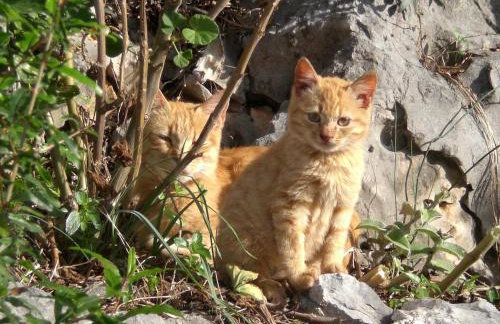 Holiday Home Rubinić - Foto 62