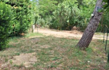 Les cyprès - Photo 10