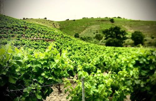 Charmant séjour au cœur des vignes de Banyuls - Foto 25