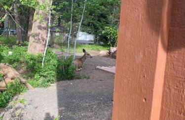 Longhorn Hideaway by Casago McCall - Donerightmanagement - Foto 43