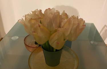 Casa Cherie - Photo 10