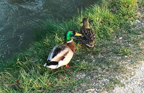 CASA ELSA Charming Apartment - Foto 7