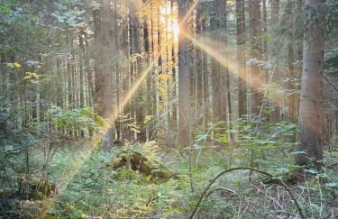 Haus Steiner - Ruhige, top bewertete Ferienwohnung in Lauterbach - Schwarzwald - Foto 56