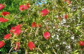 Agriturismo Colleverde Capalbio - Foto 13