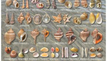 La collinetta sul mare - Foto 5