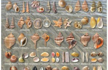 La collinetta sul mare - Foto 5