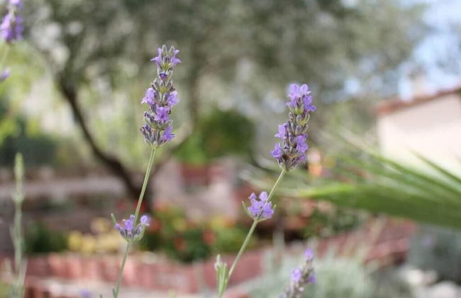 Sea View Apartment Orhideja, Sleeps 4 - Photo 31