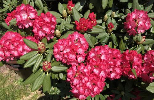 Bel Art Atelier mit großem Parkplatz - Foto 22