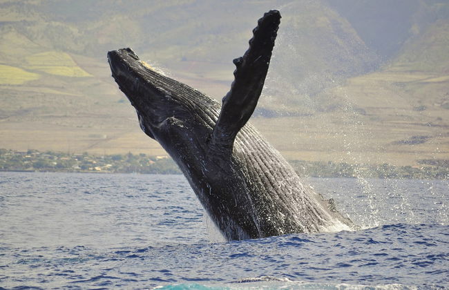 Milowai 302 in Wailuku - Foto 42