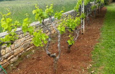 Villa Branko Istria - Foto 55