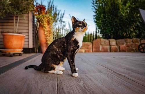 Ferienhaus Bührer - Foto 16