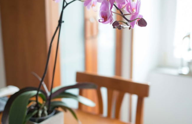 The Royal Flat - Foto 11